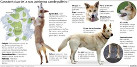 Caracter�stica de la raza