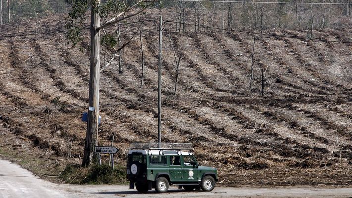 Imagen de archivo de una plantaci�n de frondosas en la ruta das M�moas