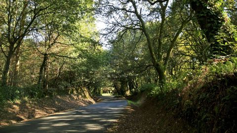 Bosque de Palas de Rei