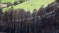 Terreno quemado en Cervantes, dentro de la comarca de Os Ancares, en los incendios del 2017