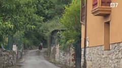 Oso avistado por un vecino de Puerto, en Oviedo
