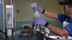 Clasificadora de pulpo en la rula de Ribeira