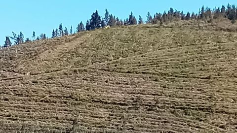 Lugares como la parroquia de A Órrea (Riotorto) son un ejemplo de la extensión de la superficie forestal en las últimas décadas