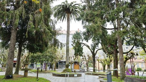 Adis a la palmera del jardin de Carballo (y a otras muchas de la zona)