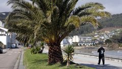 La mejora en la conservaci�n de las palmeras del paseo mar�timo de Covas es muy visible