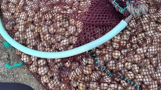 El berberecho decomisado