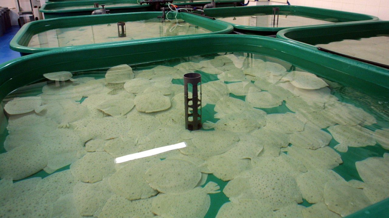 La acuicultura europea «se ha estancado», pero la UE la considera la solución para importar menos pescado