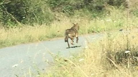 Un lobo fotografiado en el Alto do Boi antes de los incendios que arrasaron O Courel