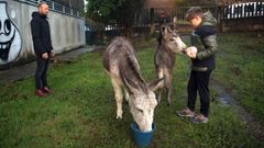 El burro Michel y su cr�a Salvador, que acaba de perder a su madre, viven en una de las parcelas que gestiona Fousas ao Monte