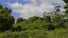 LA VEGETACION LOS RESTOS DEL CASTELO DE MESIA 