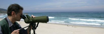 Las aves acuden a los arenales de Arteixo porque es una zona abierta al mar, pero tambin ofrece refugio y tiene riachuelos de agua dulce. 