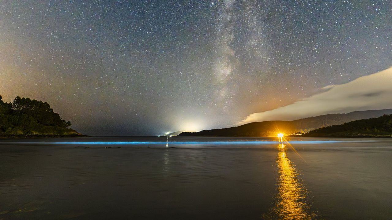 Las algas que iluminan playas con su bioluminiscencia, amenazadas por el cambio climático