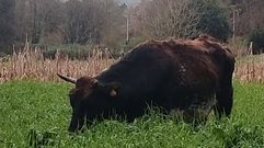 La vaca que se escap� de Soutullo y apareci� en Arra, en Sanxenxo