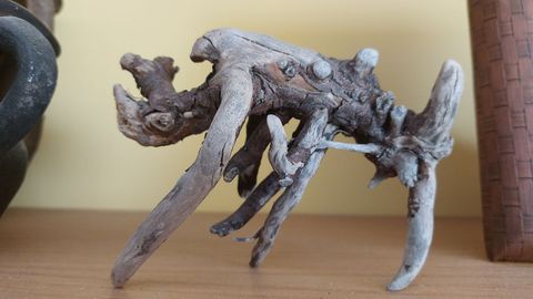 Forma curiosa de madera de deriva que se parece a un animal y que le sirve para decorar