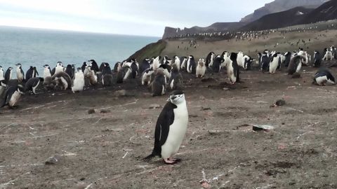 La colonia de la especie Barbijo en Decepción es la más numerosa del mundo