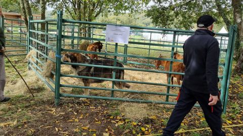 El perro pastor con las cabras.