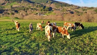 La ganader�a G�mez S.C., de Becerre�, destinada a la producci�n de leche en plena monta�a
