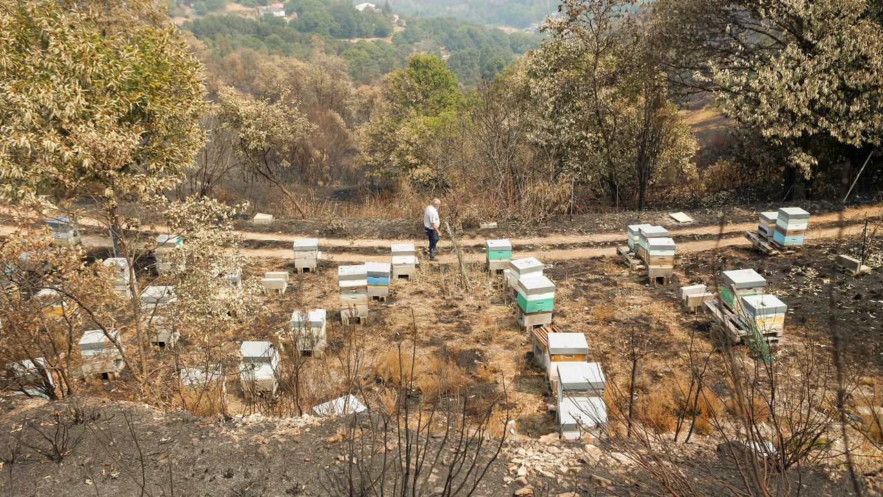 Los apicultores podrán acceder gratis a fincas del Banco de Terras para poder alimentar a sus abejas