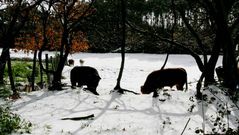 Nieve en la monta�a de A Coru�a