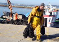 Con las bateas casi sin mejill�n comercial, los mejilloneros tienen un margen de tranquilidad. 