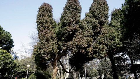 Cipr�s del Jap�n.