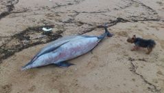 Aparecen animales muertos en la playa Nigr�n