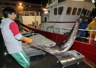 Descarga de pez espada en la lonja de O Berb�s, en Vigo. 