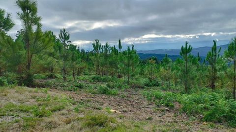 Pinos que pertenecen al plan de regeneraci�n de la parte de la comunidad de montes de Dimo que hab�a ardido