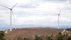 Las plantaciones de casta�os se extienden entre los molinos de los parques e�licos en Padrela
