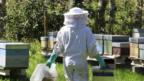 Un apicultor en la comarca de Ferrol.