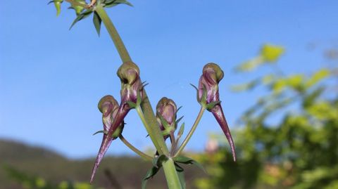 A la planta conocida como pajarillos o herba dos paxari�os y tambi�n denominada herba caralleira en O Courel (Linaria triornithophora) se le atribuyen propiedades afrodisiacas