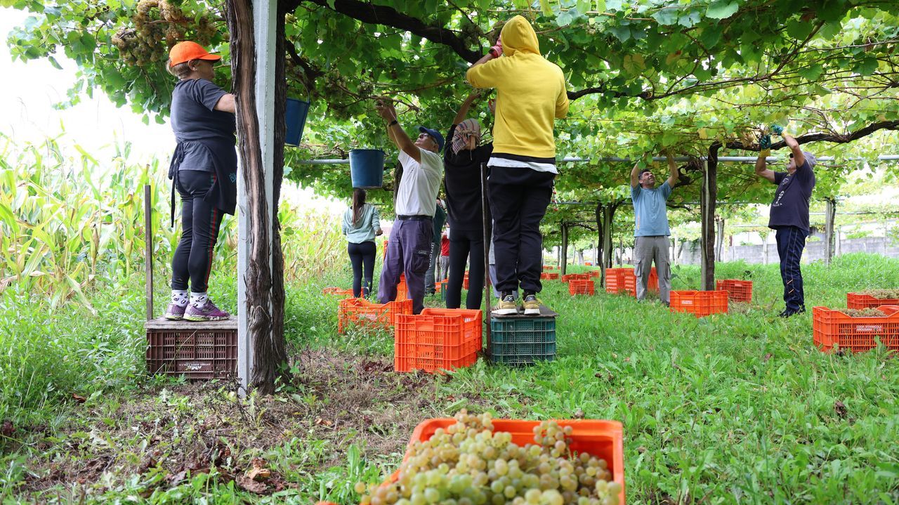 Galicia se acerca al final de la vendimia con 58 millones de kilos en las bodegas