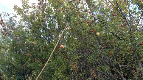 La siembra de hierba en fincas con vi&ntilde;edo y con manzanos (en la imagen, un terreno en Ortigueira con este frutal) produce resultados favorables, seg&uacute;n un estudio del campus lucense