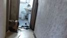 As qued una vivienda de la ra Lamas de Prado tras estar okupada durante meses