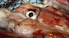 Argentina reforzar� la pesca de calamar