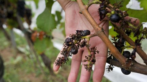 As atacan las velutinas a las uvas. Yaiza R. Lueje y Mara J. Servia, de Biologa de la UDC, indican en su estudio que la dependencia de los (ejemplares) adultos de fuentes de azcar genera daos econmicos en los sectores frutcolas, ya que muerden los frutos. 