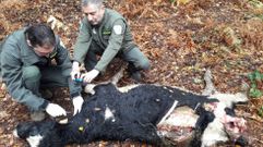 Ataque de lobos a una explotaci�n de Chantada, en una imagen de archivo