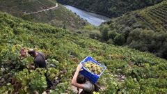 Vendimia en vi�edos de la parroquia de Doade, en el municipio de Sober