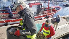 Hasta el 15 de abril se podr�n extraer 3.000 kilos diarios de molusco en la r�a ferrolana