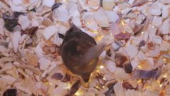 El origen de las sepias