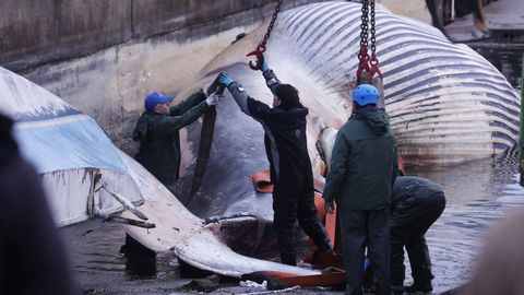 Despiezan la ballena varada en Oza desde el s&aacute;bado para proceder a su retirada