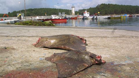 En una imagen de archivo, ouxas capturadas en Carril en el a�o 2001