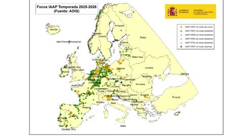 Focos IAAP temporada 25/26