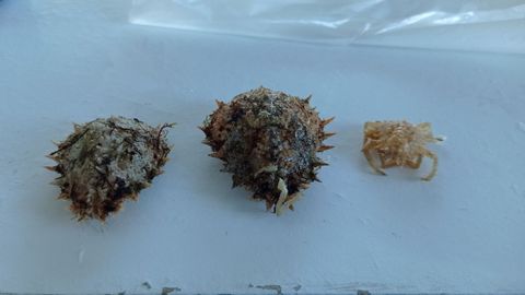 Las diversas �mudas� de un ejemplar de centollo.