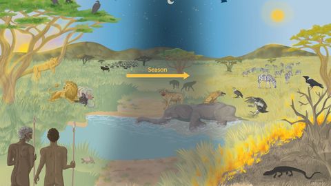 Ilustraci�n recogida para el estudio para exponer c�mo las sociedades primitivas tambi�n estaban a la expectativa de la carro�a de animales muertos