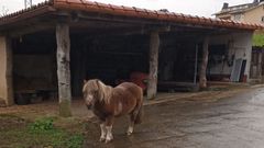 Poo, un poni robado el 1 de enero en Nar�n