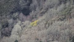 Una mancha de mimosas en un monte de la localidad de Hrreos, en el municipio de Folgoso do Courel