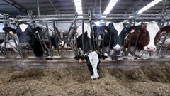 Vacas comiendo en una explotacin de ganado vacuno de leche en el municipio de Cospeito