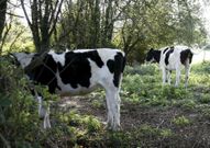 Las vacas vagan fam�licas por toda la parroquia.