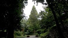 Metasecuoya del jard�n bot�nico de Louriz�n